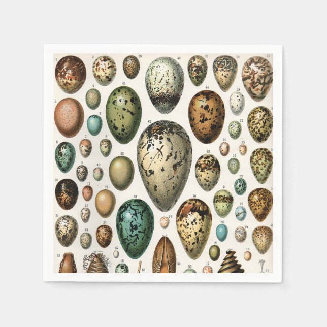 Serviette En Papier Divers types d'Oeuf Illustration scientifique (Devant)