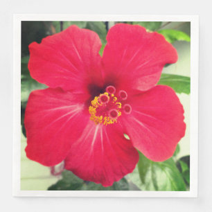 Serviette En Papier Fleur rouge d'Hibiscus Rosa-sinensis