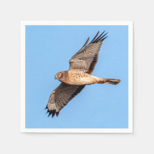 Serviette En Papier Harrier du Nord en vol
