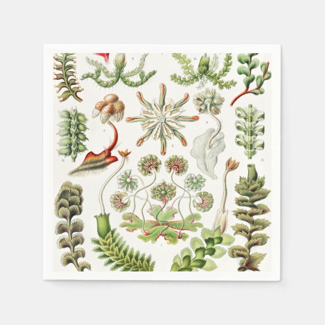 Serviette En Papier Hepaticae Hépatiques par Ernst Haeckel (Devant)