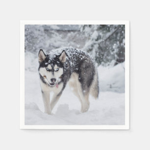 Serviette En Papier Husky dans la neige