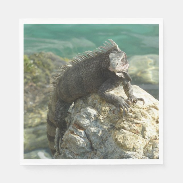 Serviette En Papier Iguane sur les rochers à St. Thomas (Devant)