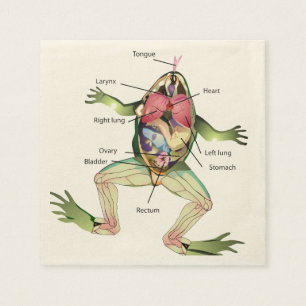 Serviette En Papier Illustration de l'anatomie de la grenouille