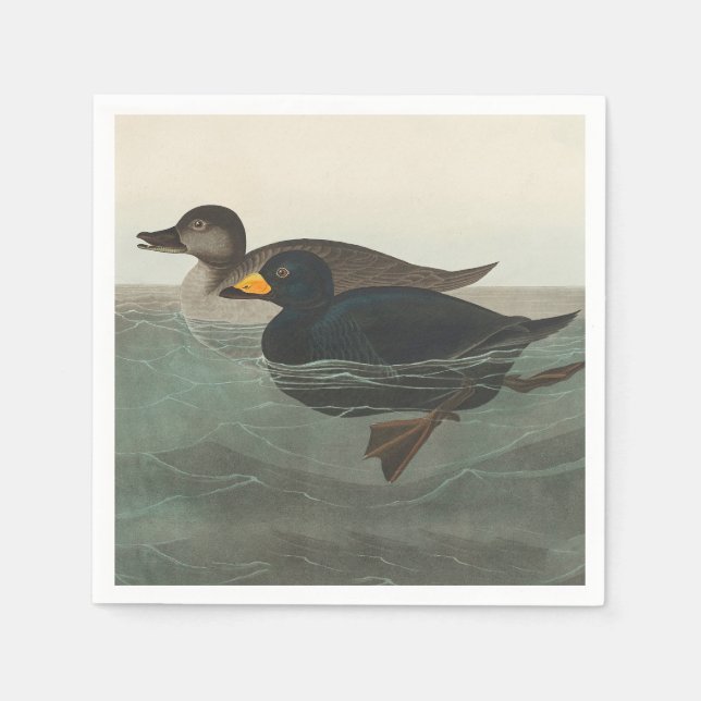 Serviette En Papier Impression de Macreuse noire d'Audubon : Canard cô (Devant)