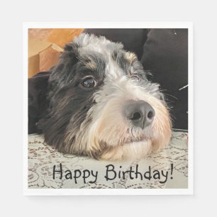 Serviette En Papier Joyeux anniversaire mignon Bernedoodle