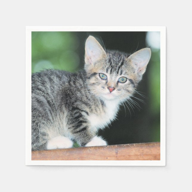 Serviette En Papier Kitten (Devant)