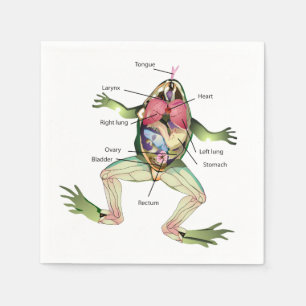 Serviette En Papier L'anatomie de la grenouille
