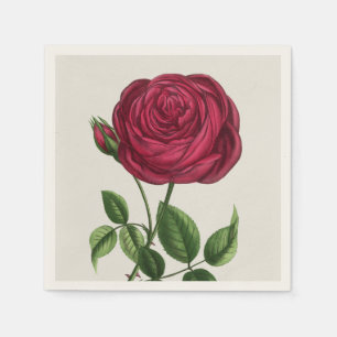 Serviette En Papier Lithographie de rose antique, François-Frédéric Gr