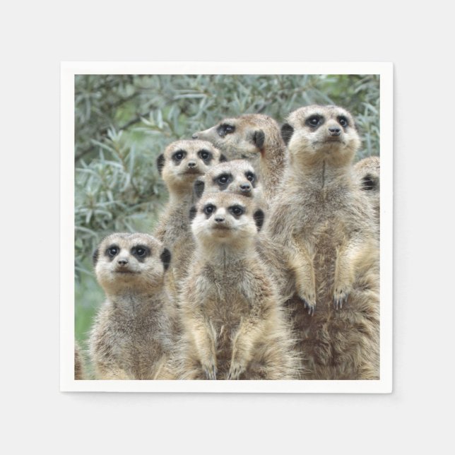 Serviette En Papier Meerkat-Group 001 (Devant)