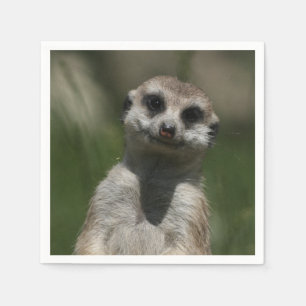 Serviette En Papier Meerkat-Portrait 004