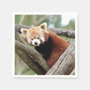 Serviette En Papier Napkins Panda rouge photo, animaux 0464.