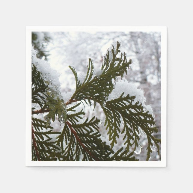 Serviette En Papier Neige sur les branches À feuillage persistant (Devant)