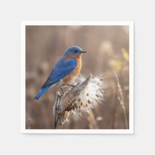 Serviette En Papier Oiseau bleu sur une cosse d'asclépiade