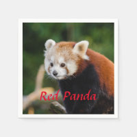 Panda roux