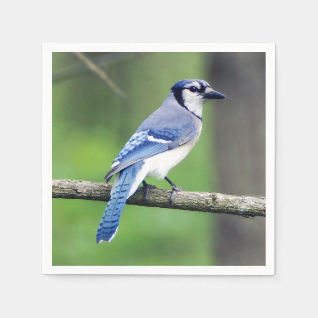 Serviette En Papier Papier bleu Jay Napkin (Devant)