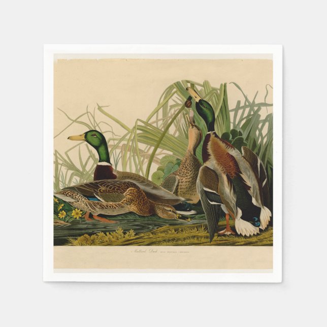 Serviette En Papier Peinture d'oiseaux de Mallard Duck Audubon (Devant)