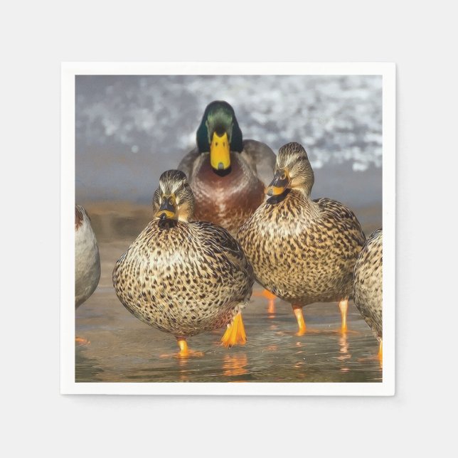 Serviette En Papier Photo de la faune de Mallard Ducks (Devant)