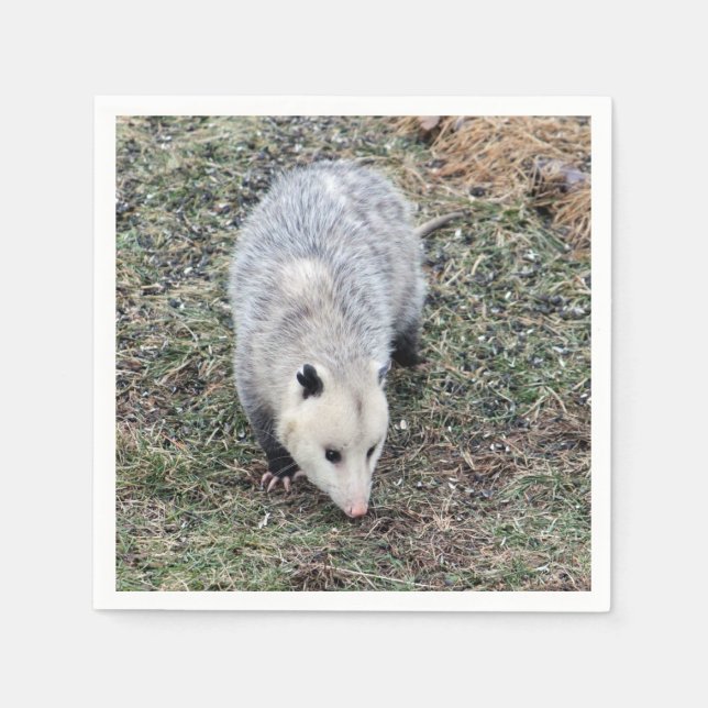 Serviette En Papier Photo Opossum (Devant)
