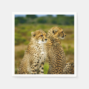 Serviette En Papier Photo Wildlife Cheetah