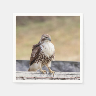 Serviette En Papier Portrait d'un Hawk à queue rouge immature