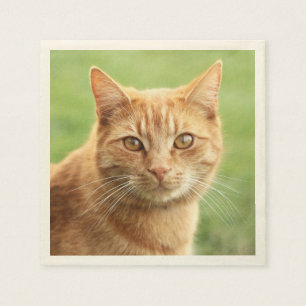 Serviette En Papier Portrait orange mignon de chat