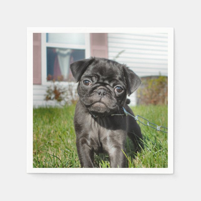 Serviette En Papier Pug B;ack chiot (Devant)
