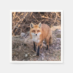 Serviette En Papier Red Fox de près et personnel