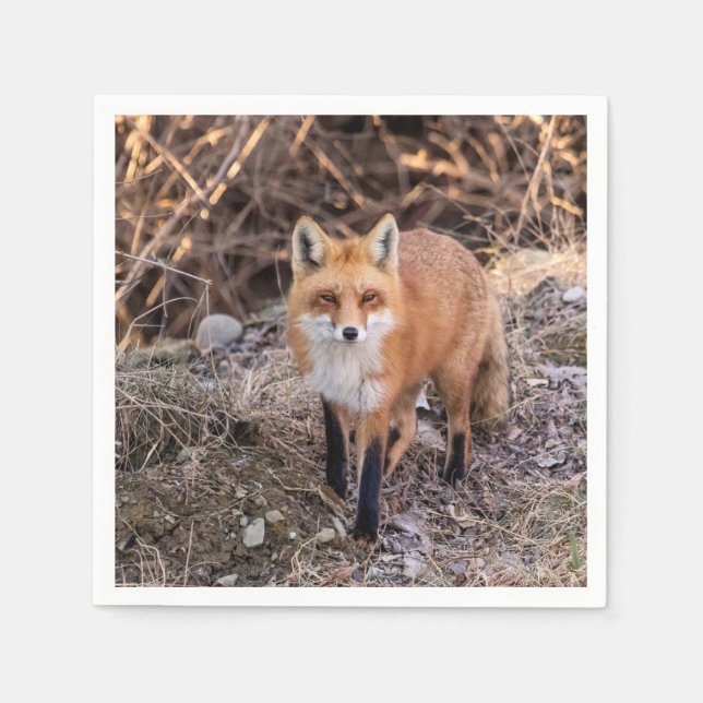 Serviette En Papier Red Fox de près et personnel (Devant)