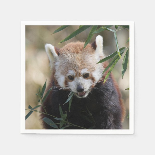 Serviette En Papier Red_Panda_2015_0311 (Devant)