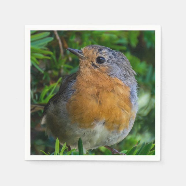 Serviette En Papier Robin des serviettes proches (Devant)