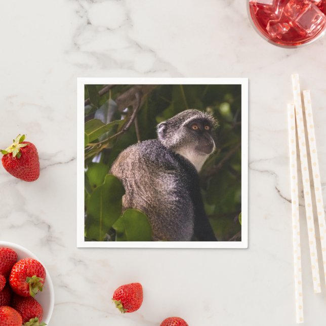 Serviette En Papier Singe bleu, Zanzibar (En situation)