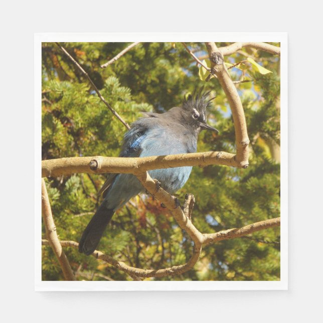 Serviette En Papier Steller's Jay at Rocky Mountain National Park (Devant)