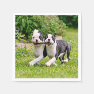 Serviette En Papier Sympa drôles Boston Terrier chiens chiots jouer -