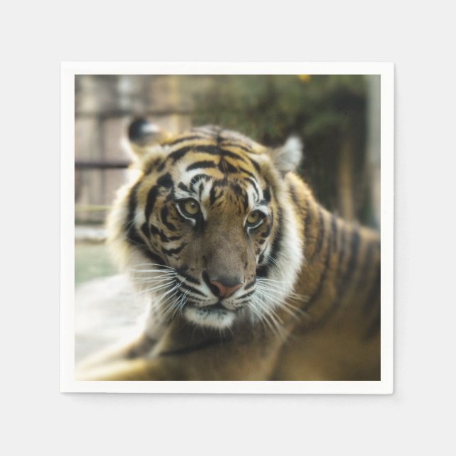 Serviette En Papier Tigre du Bengale (Devant)