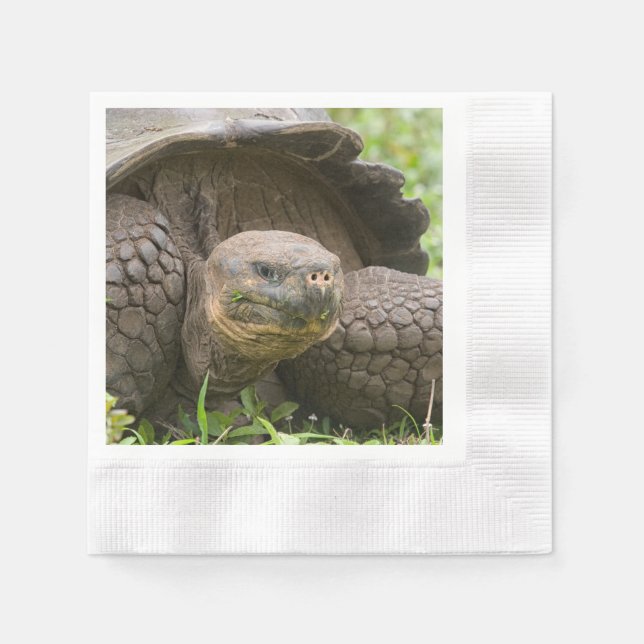 Serviette En Papier Tortue géante (Devant)