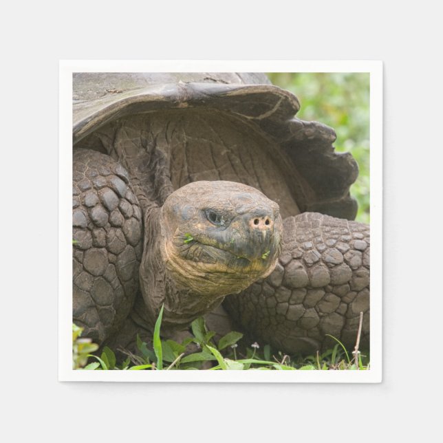 Serviette En Papier Tortue géante (Devant)