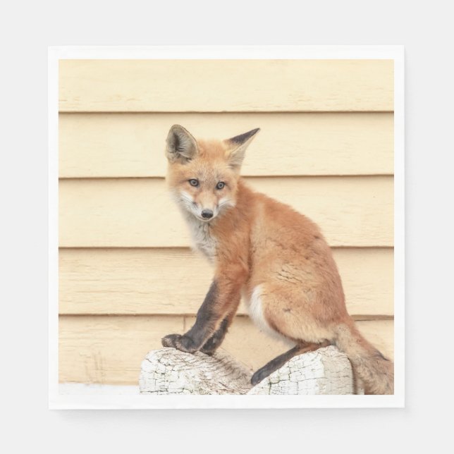 Serviette En Papier Trousse Red Fox dans la vallée de l'Hudson (Devant)