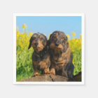 Two Cute Dachshunds Dogs Dackel Friends Pet Photo