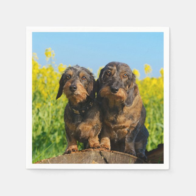 Serviette En Papier Two Cute Dachshunds Dogs Dackel Friends Pet Photo (Devant)