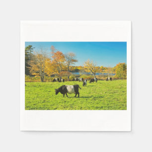 Serviette En Papier Vaches ceinturées à Galloway frôlant sur l'herb