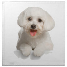 Bichon Frise Puppy
