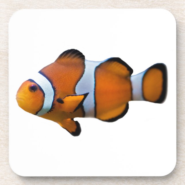 Set de 6 dessous de verre de Poisson clown (Devant)