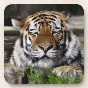 Set de 6 dessous de verre Tigre de Zambar