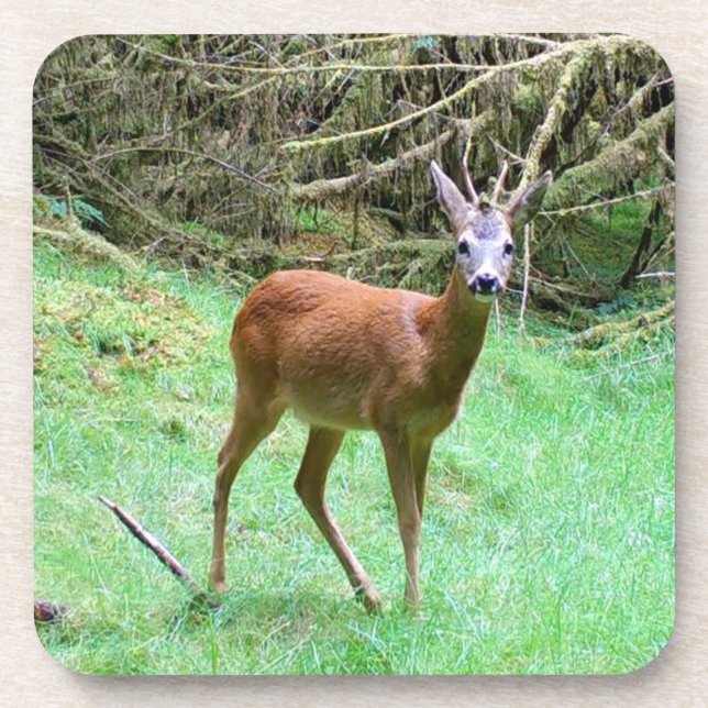 Set de dessous de verre de forêt de Cerf mâle maje (Devant)