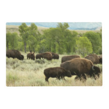 Wyoming Bison Nature Animal Photographie