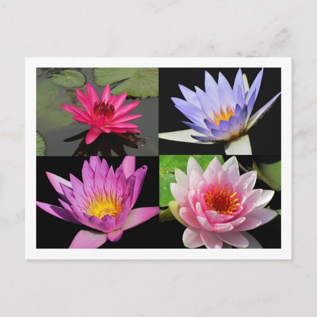SG Nénuphar Collage Carte postale #2n 2200 (Devant)