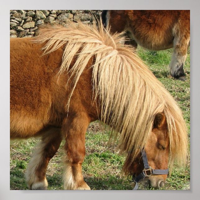Shaggy Shetland Pony Poster (Devant)