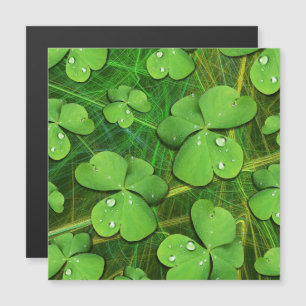 Shamrock vert St Patrick iPhone 5 Coque-Mate