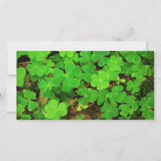 Shamrocks sauvages