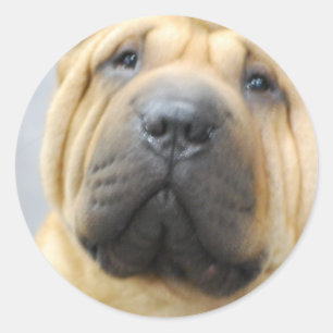 Shar Pei avec des autocollants de rides
